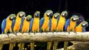 Parrots of this species prefer to settle in tree hollows, at a sufficient height from the ground. Couples are created almost for life, so after the death of a partner, th