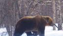 Bear hunting season opens in Kirov region

In the Kirov region, the bear hunting season begins on March 21. This was informed by the Ministry of Environmental Protection of the region.

The hunting season will end on May 19th. The ministry noted that the extraction of bears under 1 year old and females with cubs is prohibited. However, the prohibition does not include cases where animals pose a threat to human life.

It is recommended to catch bears on a bait after leaving the den. With this method of hunting, it is possible to avoid shooting a bear.