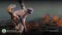 Northern Muriquis are critically #endangered by #hunting, #palmoil, #soy, #meat #deforestation in #Brazil. Help them survive and be #vegan, #Boycottpalmoil #Boycott4Wildlife in the supermarket!