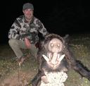 Massive wild boar harvested in Turkey by our territories for night hunt