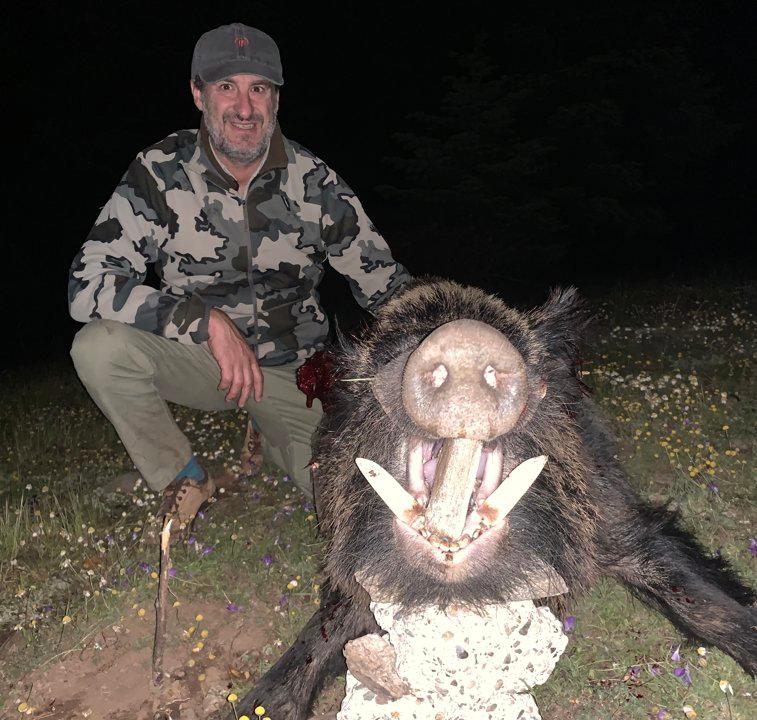 Massive wild boar harvested in Turkey by our territories for night hunt