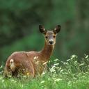 Narochansky National Park