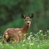 Narochansky National Park avatar