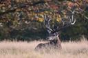 LA CHASSE DANS LA RÉGION DE QUÉBEC: DÉMOGRAPHIE DES CHASSEURS, TYPES DE CHASSE TRADITIONNELS ET RÉGLEMENTATIONS LOCALES

La région de Québec, au Canada, est un véritable 