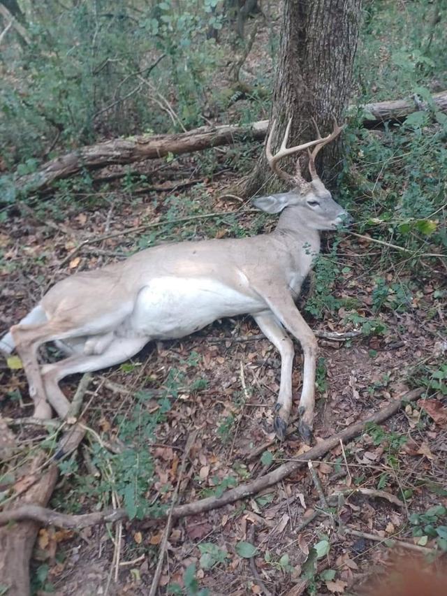 My biggest bow <strong>buck</strong> to date west Tennessee so pumped.