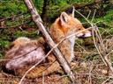 Fuchs mit Räude / Renard avec gale 😮‍💨