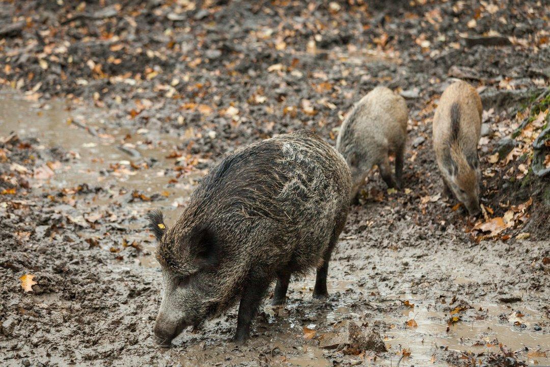 Wild boar hunting in the Sousse Valley (Morocco): A guide for hunters.