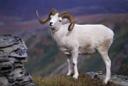 Alaska’s Dall Sheep
Alaska’s Dall sheep (Ovis dalli dalli) are found in relatively dry alpine country and frequent a special combination of open ridges, meadows and steep slopes with extremely rugged “escape terrain” in the immediate vicinity. Generally known to be high-country animals, they also sometimes occur in rocky gorges below timberline.

Rams, distinguished by massive curling horns, usually weigh less than 300 pounds, while ewes, with shorter, more slender, slightly curved horns, typically reach only half that size.

As the remoteness of their habitat and its unsuitability for human use does much to protect the species, Dall sheep in Alaska are generally in good population health, even though low birth rates, predation (primarily by wolves, coyotes, and eagles), and a difficult environment tend to keep growth rates lower than for many other big-game species. However, their adaptation to the alpine environment seems to serve them well. They have survived for thousands of years and are among the more successful animal groups.

Despite their excellent meat, sheep hunting is mostly limited to a relatively few, hardy individuals whose interest may be more in the challenge and satisfaction of mountain hunting and the alpine experience than in getting food. Recreational hunting is limited to the taking of mature rams during August and September – and in different areas, that may mean rams with a “full curl” or “three-quarter curl” only. The Alaska Game Regulations define a full curl horn as “the horn of a mature Dall sheep, the tip of which has grown through 360 degrees of a circle described by the outer surface of the horn, as viewed from the side or with both horns broken.”

More information on these requirements can be found at Alaska Department of Fish and Game.