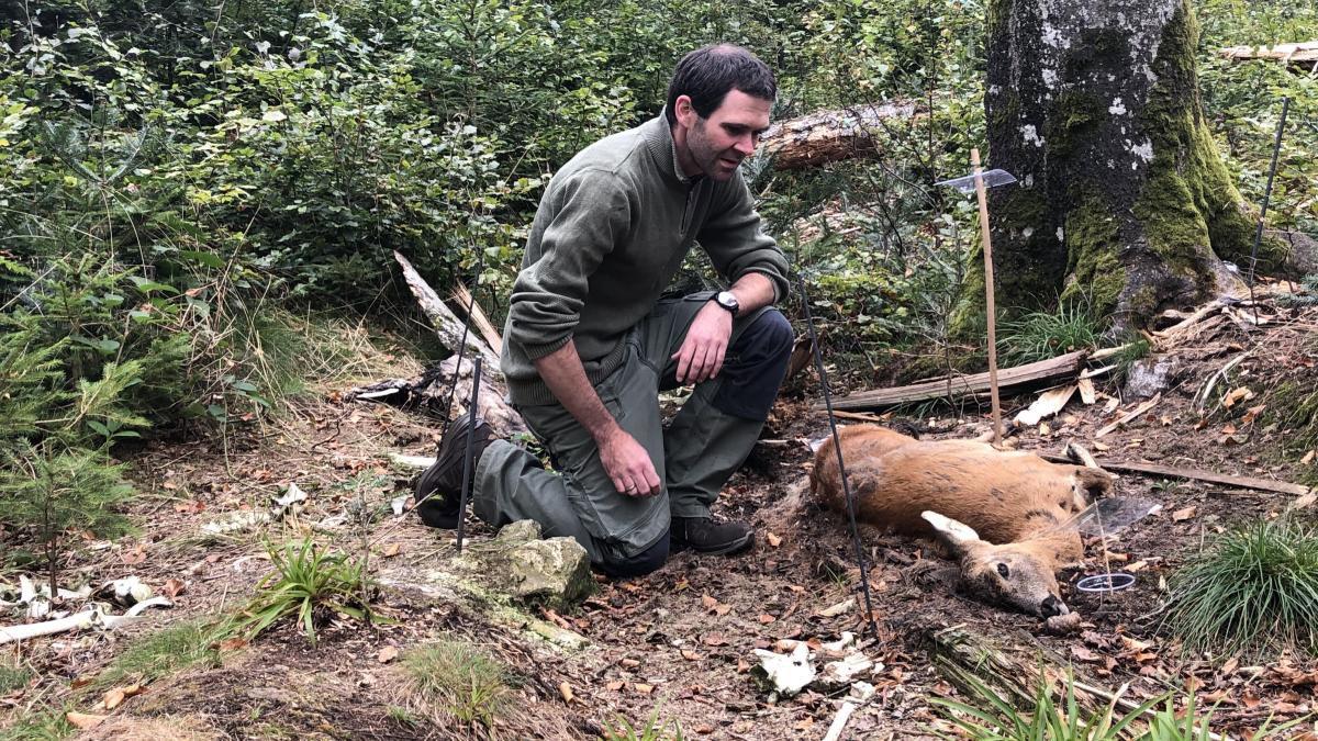 Jagd im BAYERISCHEN WALD: Bergreviere, Besonderheiten, Wildbestände und althergebrachte Jagdtraditionen in Ostbayern