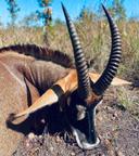 The Real Cost of Hunting in Africa: A No-Nonsense Guide

Why Hunting in Africa is Expensive?

Before diving into specific costs, it's crucial to understand the underlying