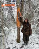 Лосиная "ириска": Рябина как источник питания для лосей

Доброе утро из живописных угодий Новгородской области! Сегодня мы поговорим о рябине, которая стала любимым лакомством для лосей. Это дерево не только привлекает внимание своей красотой, но и играет важную роль в экосистеме.

Рябина: Питательный источник для лосей
Рябина, известная также как "ириска" для лосей, является важным элементом их рациона. Лоси лакомятся ягодами рябины, особенно в осенний период, когда они становятся особенно сладкими и питательными. Высота рябины может достигать значительных размеров, и, как показывает практика, лоси не боятся подниматься на высоту до 185 см, чтобы достать лакомства.

Зубы лосей и их адаптация
Интересно отметить, что зубы нижней челюсти лосей идеально приспособлены для поедания рябины. Эти мощные зубы позволяют им легко справляться с жесткими ягодами и листьями, что делает рябину важным источником питания в их рационе.

Рябина — это не только красивое дерево, но и важный элемент питания для лосей. Если вы хотите узнать больше о том, как правильно ухаживать за рябиной или приобрести специальные приборы для наблюдения за дикой природой, обращайтесь за консультацией.

✅ Консультация и приобретение приборов: https://t.me/PulsarGuruBot

#рябина #лоси #дикаяприрода #экосистема #питание #НовгородскаяОбласть #приборы #консультация