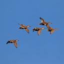 Duck in Morocco: Species, Migration, and Habitats for Waterfowl Hunters 🦆

Morocco is a waterfowl sleeper hit. While most hunters associate the country with wild boar or Barbary sheep, its wetlands and coastal lagoons host a surprising diversity of duck species—especially during the migratory season. From the tidal flats of Merja Zerga to the inland marshes of Tadla, Morocco offers real opportunities for duck observation and hunting. This guide breaks down the duck species found in Morocco, their migration patterns, habitats, and regional populations—written for hunters, not tourists.

---

🐦 Duck Species Found in Morocco

Morocco hosts over a dozen migratory and resident duck species. The most commonly observed and hunted include:

• Mallard (Anas platyrhynchos) – Widespread and abundant; found in urban ponds, marshes, and lakes.
• Northern Pintail (Anas acuta) – Sleek, fast-flying; common in coastal lagoons.
• Common Teal (Anas crecca) – Small and agile; often in mixed flocks.
• Northern Shoveler (Spatula clypeata) – Recognizable by its spoon-shaped bill; feeds in shallow marshes.
• Garganey (Spatula querquedula) – Strictly migratory; winters in Morocco, summers in Europe.
• Ferruginous Duck (Aythya nyroca) – Chestnut-colored; prefers quiet, vegetated wetlands.
• Red-crested Pochard (Netta rufina) – Social and often found in flocks; lowland marshes and city parks.
• Marbled Teal (Marmaronetta angustirostris) – Prefers temporary ponds; sometimes seen in flocks of thousands.
• White-headed Duck (Oxyura leucocephala) – Rare and protected; found in open water reservoirs.
• Ruddy Shelduck (Tadorna ferruginea) – Nocturnal and strikingly colored; prefers inland lakes.

---

🗺️ Duck Habitats Across Morocco

Ducks in Morocco occupy a range of habitats depending on species and season:

🏞️ Coastal Wetlands

• Merja Zerga Lagoon (Kenitra Region) – Morocco’s most famous duck habitat; tidal flats, reed beds, and shallow bays.
• Souss-Massa National Park (Agadir Region) – Estuaries and lagoons; ideal for pintail, teal, and shoveler.

🏞️ Inland Marshes

• Tadla Plains & Azilal Wetlands – Irrigation canals and seasonal ponds; good for morning flight hunts.
• River Camp Morocco (Benslimane, Meknes, Middle Atlas) – Private concession with lakes, rivers, and grain fields.

🏞️ Urban & Reservoir Zones

• Dayat Dar Bouazza (Casablanca) – Urban wetland with mallard, pochard, and ferruginous duck sightings.
• Sidi Bourghaba Wetland (Kenitra) – Protected lagoon with high duck diversity.

---

🗓️ Migration Patterns & Seasonal Presence

Morocco serves as a critical wintering ground for ducks migrating from Europe and Russia. 

Key migration facts:

• Arrival: Late October to early November
• Peak Season: November to January
• Departure: Late February to March
• Species Behavior:
• Garganey and teal arrive in large flocks during autumn
• Mallards and shovelers are partial migrants—some remain year-round
• Marbled Teal and Ferruginous Duck form large winter flocks in protected wetlands

Migration intensity depends on rainfall, temperature, and food availability. Wet years bring higher duck density.

---

📊 Population Status & Conservation

• Mallard: Stable and widespread
• Teal & Shoveler: Strong migratory influx; populations vary annually
• Ferruginous Duck & Marbled Teal: Locally abundant in protected zones
• White-headed Duck: Rare and protected; sightings limited to specific reserves
• Ruddy Shelduck: Nocturnal and elusive; populations stable but scattered

Morocco’s wetlands are part of the East Atlantic Flyway, making them vital for migratory waterfowl. Conservation efforts focus on habitat protection and hunting regulation.

Ducks in Morocco are not just background birds—they’re part of a dynamic migratory system that offers real hunting and observation opportunities. Whether you’re scouting mallards in the Tadla marshes or watching teal swirl into Merja Zerga at dawn, Morocco delivers a waterfowl experience that’s wild, seasonal, and authentic.

Cultural Aspects of Duck Hunting in Morocco

While duck hunting is a sport, it also offers insights into Moroccan culture and traditions. Engaging with local hunters allows for the exchange of stories and techniques. This cultural interaction facilitates a deeper understanding of the country and its people while fostering lasting relationships.
Food is an integral part of Moroccan culture, and this extends to hunting traditions. Many hunting trips conclude with communal meals, where local cuisine celebrates the day’s catch. Whether it be traditional tagine or other regional delicacies, these shared meals create a sense of camaraderie among hunters. Sharing stories of the day’s successes over a meal enriches the hunting experience, blending sport with local culture.

Conclusion

Duck hunting in Morocco presents an exhilarating adventure enveloped in rich cultural experiences and stunning landscapes. From prime hunting locations such as the Souss-Massa National Park to the Merja Zerga Lagoon, Morocco offers diverse terrains suitable for diverse hunting preferences. By understanding the regulations, employing effective techniques, and immersing yourself in local culture, hunters can create a fulfilling experience that extends beyond the thrill of the hunt.

As you prepare for your duck hunting adventure in Morocco, bear in mind the importance of sustainability and respect for wildlife.