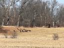 Please pardon the picture quality, they’re around 350 yards out. I foresee some smoked turkey breast in a couple months.