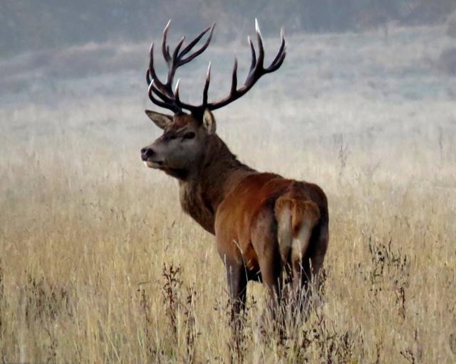 <strong>Jagd</strong> im Bezirk March (Kanton Schwyz), Schweiz: Jagdgesetze, Jagdstrategien, Wildarten, Jagdsaisons, Verbände, Vorschriften und Jagdtraditionen