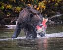 A Blessed Experience with Bears at Lake Clark National Park, Crescent Lake

Just a few bears from my most recent trip to Lake Clark National Park at Crescent Lake! Every 