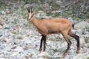 Anatolian Chamois (Asia)
Rupicapra rupicapra asiatica
DESCRIPTION Shoulder height 28-30 inches (70-76 cm), weight about 80 pounds (36 kg). The female is somewhat smaller.