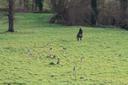 Anne de France et sa passion pour la chasse, un bon exemple..

La duchesse de Bourbon était aussi une cavalière émérite et une chasseuse aguerrie, à l'image de son père. À la chasse à courre, Anne de France était toujours en tête de son équipage, haranguant sa meute :
sa chienne préférée s’appelait Baude. Sans hésiter, elle se jetait dans la mêlée, traversait les futaies au galop et ne reculait jamais devant la curée.