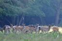 Invite your wife to come along!
Hunting vacation to the World's best Fallow  concessions in Hungary, and Budapest sightseeing!
A few more spots for 2023 October 