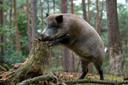 Wildschwein: köstliche Rezepte von einem erfahrenen Jäger

Wildschweinfleisch ist reich an B-Vitaminen und Eiweiß, es ist trockener und magerer als Schweinefleisch, hat e