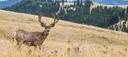 Deer hunting is America’s pastime. Deer are among the most widespread wildlife species, and they are the most sought-after game animal. Nearly eight of every 10 hunters identifies as a deer hunter, as 79% of American hunters pursue deer. There are an estimated 11 million deer hunters in the United States compared to 3.1 million turkey hunters, 1.4 million waterfowl hunters, and less than 1 million elk hunters. I enjoy chasing elk, ducks and turkeys, but the above numbers show deer drive the hunting industry, as deer hunters spend more than $23 billion annually with a total multiplier effect of more than $50 billion.