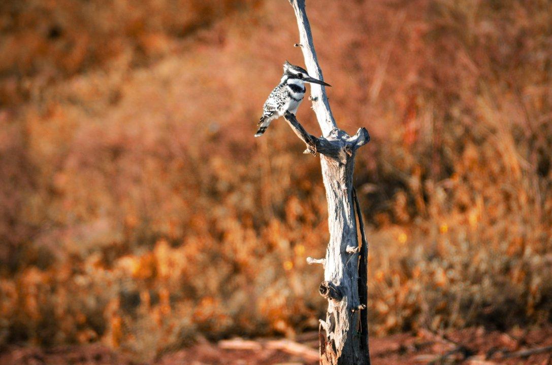 Caza en Chaco: Entre Quebrachales y Zonas Húmedas, Descubre una Caza Tradicional en Ambientes del Gran Chaco Argentino