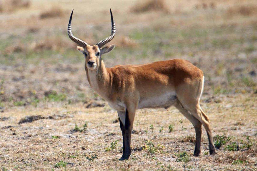 Hunting in North-East District (Botswana): Features, Types of Hunting, Species, Hunting Seasons, Clubs, Legislation, Traditions.