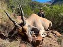 Redgie’s 4th hunt with us and still loves an eland hunt as much as the first one. We worked hard for this old warrior 👊
