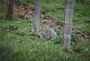 Bonjour tout le monde !
J'ai croisé ce chat en rentrant chez moi hier et je me demandais :
Chat domestique ou chat forestier ? J'ai toujours un doute pour les identifier 
(désolé pour la qualité des photos 😇)
Merci d'avance pour vos avis