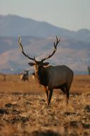Wapiti Wednesday