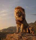 The lion (Panthera leo) is a large cat of the genus Panthera native to Africa and India. It has a muscular, broad-chested body; short, rounded head; round ears; and a hairy tuft at the end of its tail. It is sexually dimorphic; adult male lions are larger than females and have a prominent mane. It is a social species, forming groups called prides. A lion's pride consists of a few adult males, related females, and cubs. Groups of female lions usually hunt together, preying mostly on large ungulates. The lion is an apex and keystone predator; although some lions scavenge when opportunities occur and have been known to hunt humans, lions typically do not actively seek out and prey on humans.