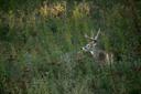 Setup trail cameras around major summer food sources (more on this below) and on trails to those food sources. Find tips on how to hang trail cameras properly, here.

Trail camera pictures are only as useful as you make them. At the most basic level, they tell you if nice bucks are around. But what you’re really trying to figure out is where those nice bucks are heading, where they’re coming from, and where they might be vulnerable. To do that, you’ve got to really read the pictures, not just flip through them. For example, look to see if one of your target bucks is hanging out with a bachelor group of smaller bucks. That way, even if you don’t keep getting photos of the big buck, but capture shots of the smaller bucks, you can still gamble on the big buck’s general whereabouts (some of the wariest bucks are good at avoiding cameras). Years ago I got a trail camera shot of a buck with muddy legs. That told me he probably crossed a nearby swamp before coming out to feed.

https://www.youtube.com/watch?v=gGTogAIPXPw&t=15s

