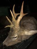 Hunted in North Eastern Hungary by Australian hunter with Pannonvad. The first roebuck of the season 2019