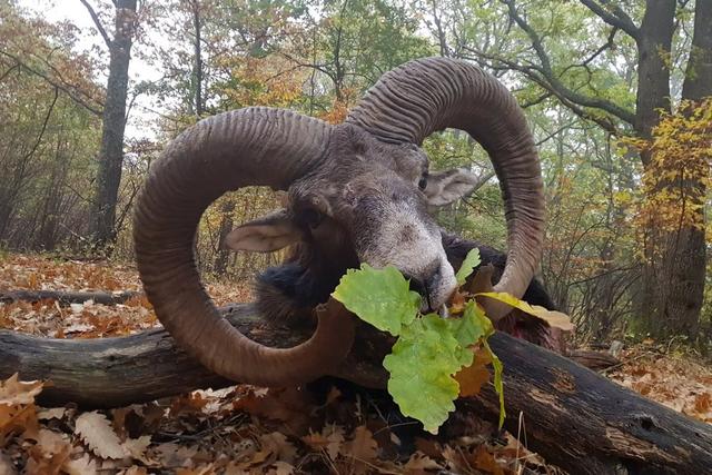 Die Jagd in Hallein: Landschaf, lokalen Jäger, Wildtierpopulationen, Zeiträume, Anwendung, Rahmenbedingungen, Vereine, Traditionen, Aspekte