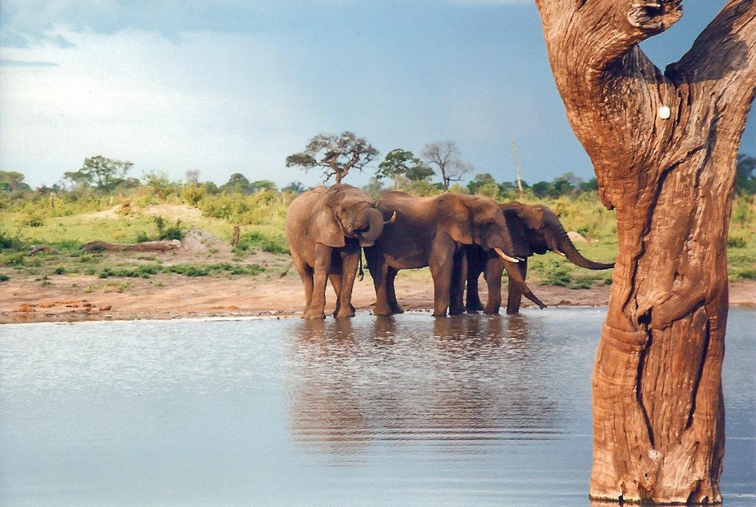 Hunting in Hwange National Park: Exploring Demographics, Associations, and Clubs of the Region  