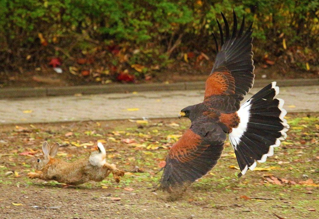 Jagd in RHEINLAND-PFALZ: Jäger und Demografie, Wildarten, Jagdzeiten, Traditionen und Gesetzgebung im waldreichen Bundesland
