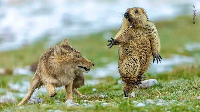 The Funniest Photos in the History of the Wildlife Photographer of the Year Contest.