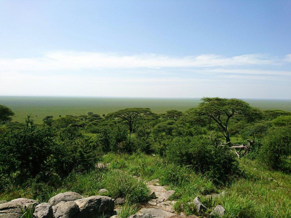 Hunting in MAPUTO Province: An Extensive Guide to Wildlife, Traditions, Regulations, and Exceptional Hunting Adventures in Mozambique’s Southern Region