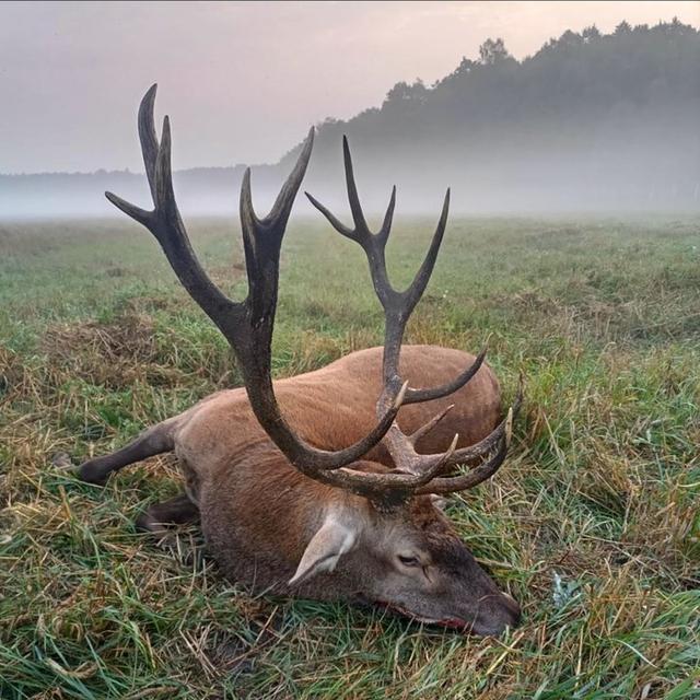 Hunting in Belarus: Red Stag, Boar, Elk, Deer — Prices & Seasons avatar