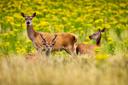 Size matters. A good example of the size difference of a native Irish Red deer female and a Sika stag taken in recent days in Killarney National Park