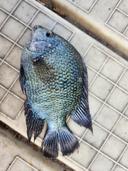 Texas Cichlid 🐟