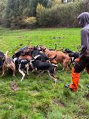 C'est à contre cœur que je me sépare de plusieurs chiens et de différents âge la cause est que je trie mon lot de chien pour avoir un lot chassant ensemble et qu'il se fassent tous plaisir à la chasse. Pour les origines des chiens se Sont tous des chiens avec une forte origine de raprocheur. Je chasse uniquement le sanglier avec eux. Pour les races dans la meutes il a du bruno du Jura, anglo et fauve de Bretagne. 
