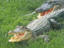 Krokodille (lat. Crocodilia) is'n orde van sekondêre waterdiere van die reptielklas uit die Eusuchia-klade, wat op sy beurt, saam met baie tussentydse klades, tot die crurotarza of pseudosuchia-klade behoort. Van die lewende organismes is die naaste familielede van krokodille voëls, afstammelinge van die sustertak van archosourusse. Alhoewel die woord "krokodil" die meeste korrek is om verteenwoordigers van die familie van regte krokodille aan te dui, word hierdie term oor die algemeen gebruik om enige verteenwoordigers van die orde aan te dui, wat ook die alligator (alligators en caimans) en gavialovye-families insluit, sowel as sommige van sy basale verteenwoordigers. Dikwels word" krokodille " enige krokodilomorfe (Crocodylomorpha) genoem, wat'n fout is teen die agtergrond van die moderne taksonomie van hierdie groep reptiele. In die huidige volume van hierdie stelselmatige groep het krokodille die eerste keer 83,5 miljoen jaar gelede in die Laat Krietperiode verskyn. Die moderne orde sluit ten minste 15 spesies van ware krokodille (familie Crocodylidae), 8 spesies van alligators (familie Alligatoridae) en 2 spesies van gavial (familie Gavialidae, soms afgeskaf tot'n subfamilie binne die familie van ware krokodille).