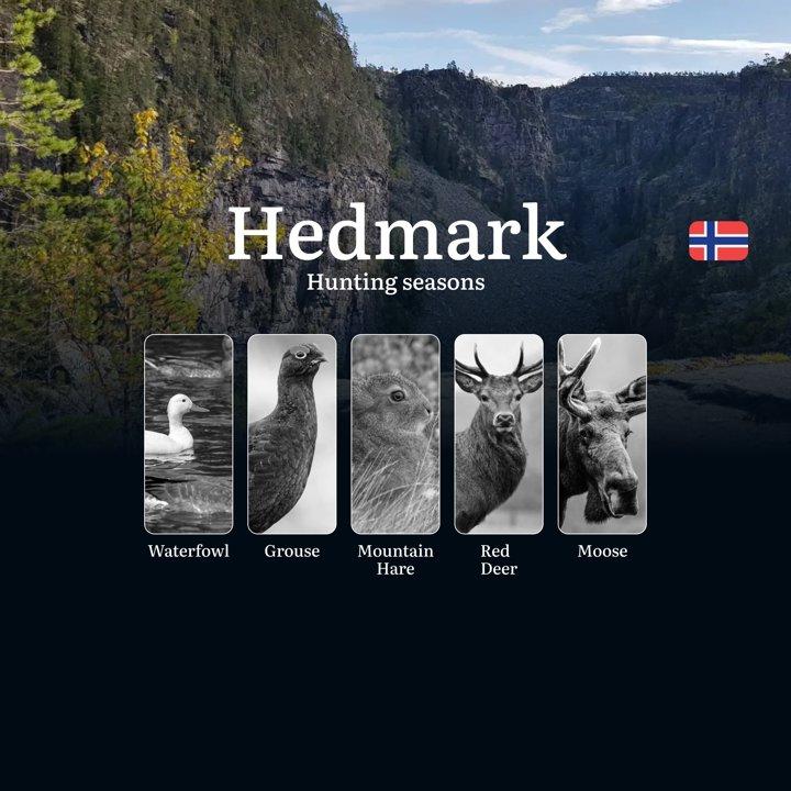Hunting Periods and Permits in Hedmark: A Detailed Look at Game Movement Throughout the Year, Seasonal Limits, and How to Apply for a Hunting License in the Area