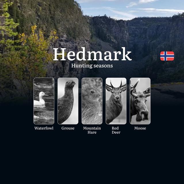 Hunting Periods and Permits in Hedmark: A Detailed Look at Game Movement Throughout the Year, Seasonal Limits, and How to Apply for a Hunting License in the Area
