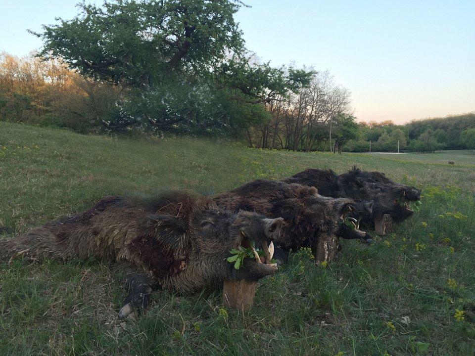 Jagd in Villach Land: Besonderheiten, Zeiträume, Wildarten und Jagdmethoden, natürliche Eigenheiten, Rahmenbedingungen, Bevölkerungsstatistik, Jagdgruppen, Eigenheiten, spannende Details
