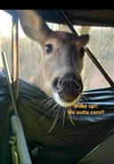 Who is going hunting? I am hungry, WAKE UP BUDDY 😆