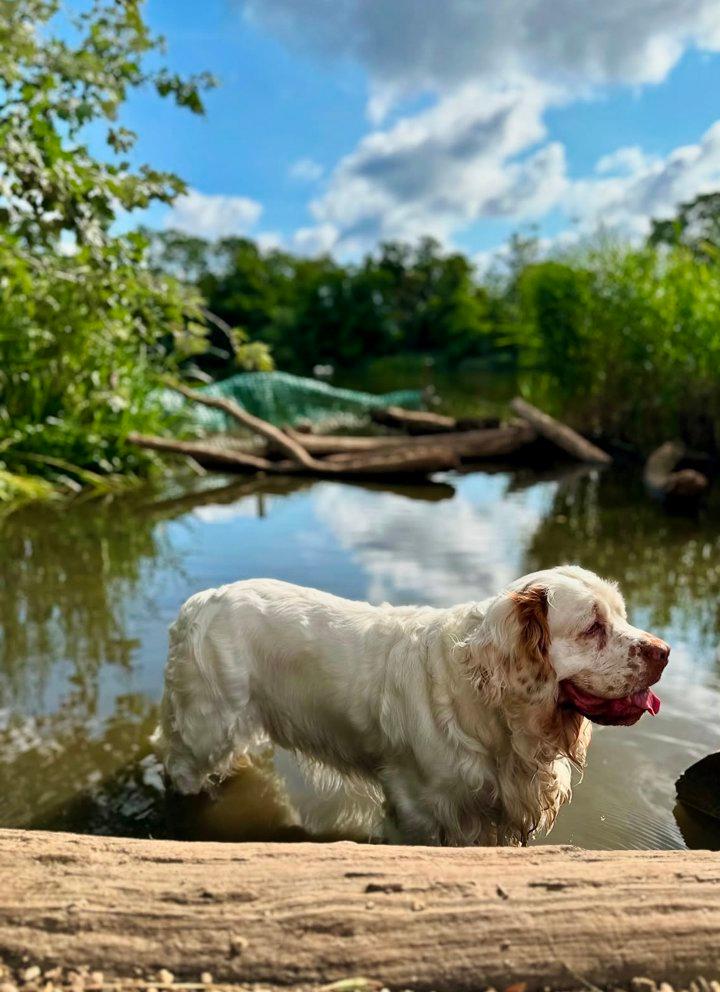 Clumber Spaniel Hunting Dog: Characteristics, Training, and Field Performance