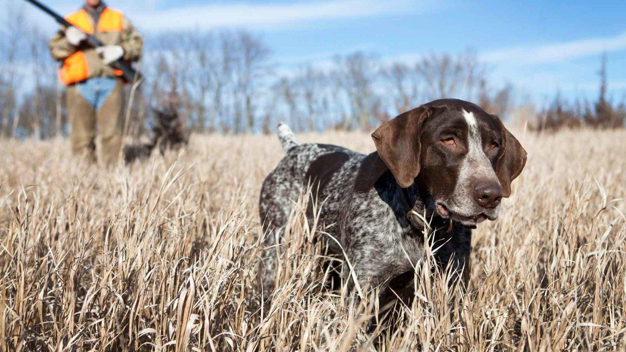 Jagd im WESERBERGLAND: Jagdzeiten und gesetzliche Regelungen, Jagdtradition, Wildbestand und regionale Besonderheiten der Jagd