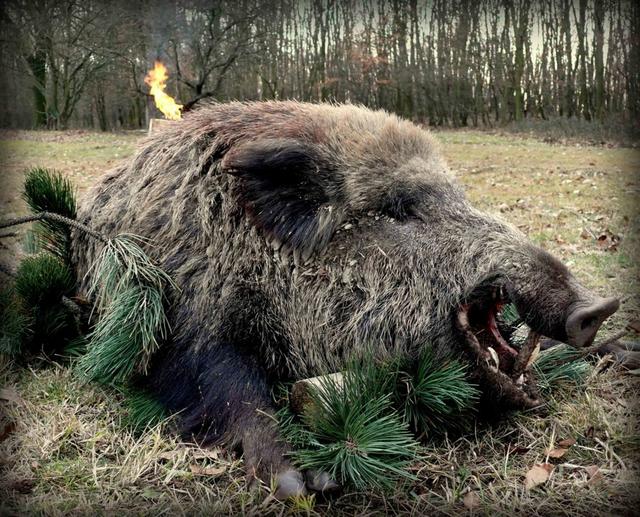 Jagd in Villach: Wildvorkommen, Besonderheiten, Techniken, Rahmenbedingungen, Jagdzeiten, Jägerstatistik, Traditionelle Bräuche, Jagdorganisationen, <strong>Top</strong>-Reviere, Fakten