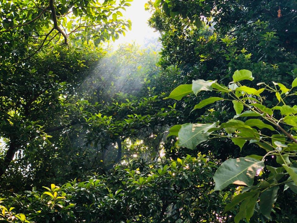 La caza en Morelos, México: Guía completa para cazadores, con todo lo que necesitas saber sobre especies, temporadas, regulaciones y consejos prácticos para una experiencia cinegética exitosa